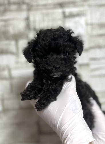 トイ・プードル 犬の販売・譲渡 44092 ブラック 男の子