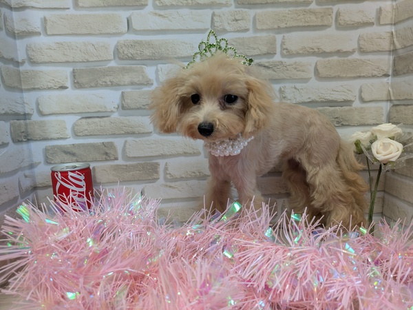 トイ・プードル 犬の販売・譲渡 44093 ティーカップ 女の子です