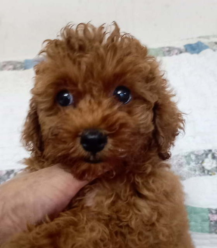 トイ・プードル 犬の販売・譲渡 44094 濃いレッドでターニーの可愛い一人娘です。