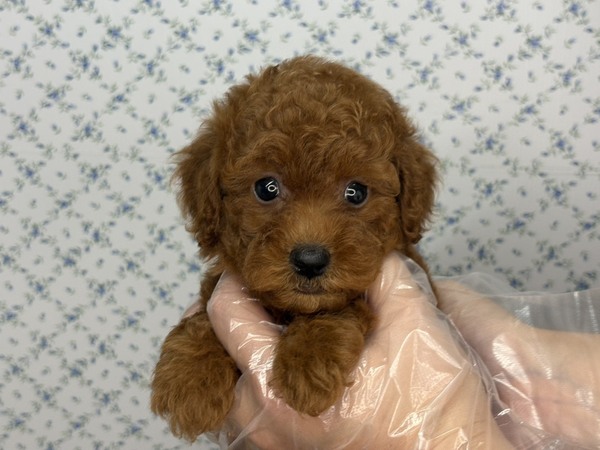 トイ・プードル 犬の販売・譲渡 44095 【特典あり】マイペースな自由人!甘えん坊さん