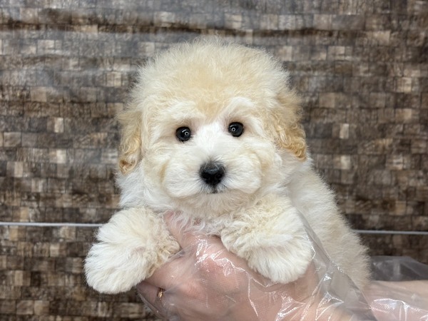 トイ・プードル 犬の販売・譲渡 44096 【特典あり】ん?ダッフィー?爆毛くん