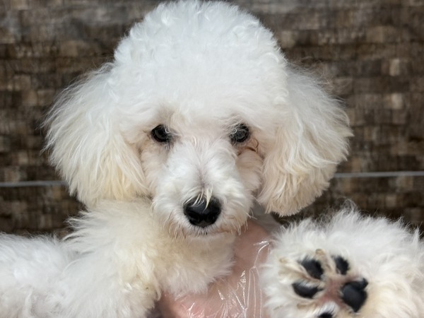 トイ・プードル 犬の販売・譲渡 44097 【特典あり】悪戯甘噛みも落ち着き成犬サイズ確定