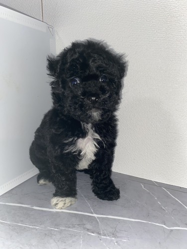トイ・プードル 犬の販売・譲渡 44098 ブラック男の子