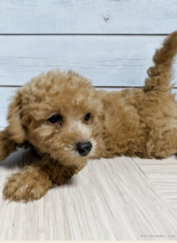 トイ・プードル 犬の販売・譲渡 44099 タイニ―プードル