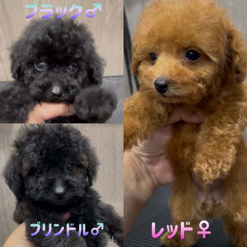 トイ・プードル 犬の販売・譲渡 44100 件名なし 子犬販売の情報