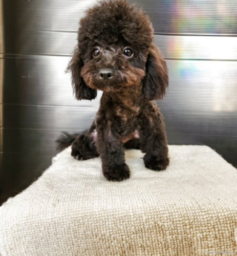 トイ・プードル 犬の販売・譲渡 44101 黒プードル