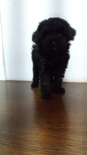 トイ・プードル 犬の販売・譲渡 44102 ブラックの女の子
