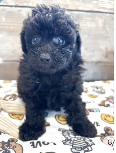 トイ・プードル 犬の販売・譲渡 44103 ブラックトイプードル