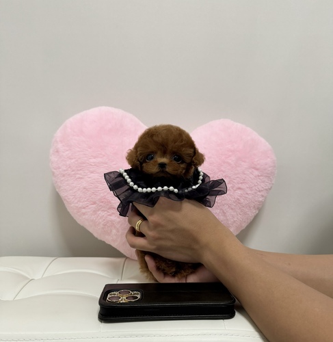 トイ・プードル 犬の販売・譲渡 44105 カエル顔極小プードル女の子