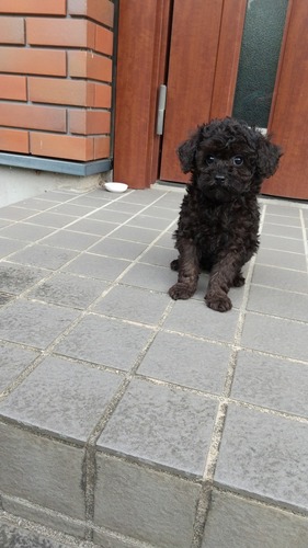 トイ・プードル  犬の販売・譲渡 44110 訳アリちゃんお安くなってます。