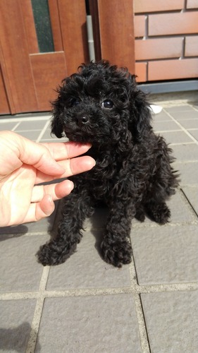 トイ・プードル 犬の販売・譲渡 44111 訳アリちゃんお安くなってます。