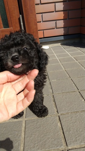 トイ・プードル  犬の販売・譲渡 44112 シルバーの男の子