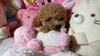 トイ・プードル  子犬 探す かわいいプードル 44113