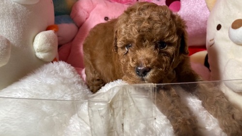 トイ・プードル  犬の販売・譲渡 44114 かわいいトイプードル