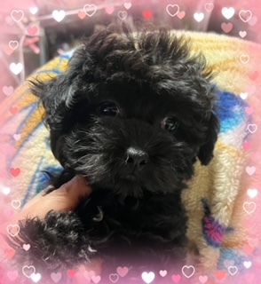 トイ・プードル  犬の販売・譲渡 44115 準外産7か月になるタイニー女の子お安く♪