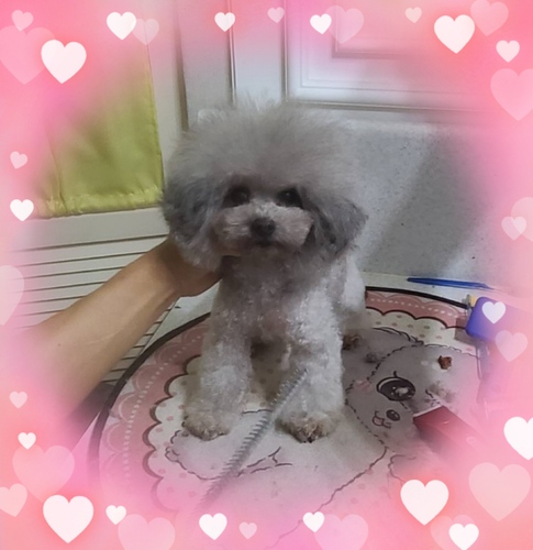 トイ・プードル  犬の販売・譲渡 44116 込み3歳になるタイニー外産シルバー期間限定