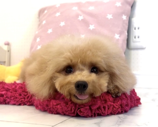 お安く♪毛ふわもこのかわいい男の子♪ 犬の販売 44117