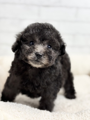 トイ・プードル 犬の販売・譲渡 44118 シルバー6068