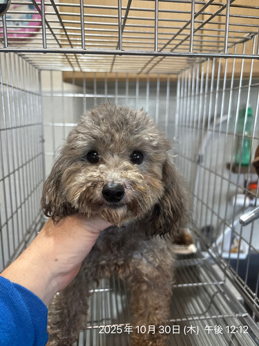 �g�C�E�v�[�h��  ���̔̔��E���n 44119 5�΃V���o�|���̎q