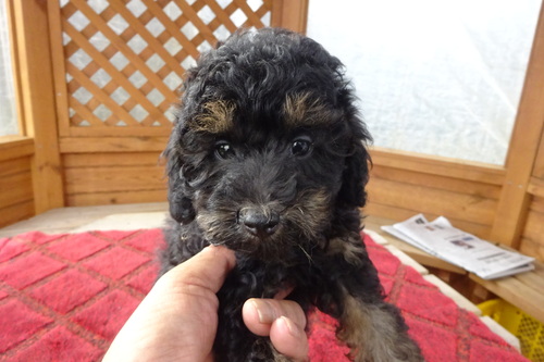 トイ・プードル  犬の販売・譲渡 44120 ブラックタンの男の子