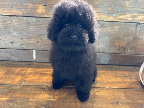 トイ・プードル 犬の販売・譲渡 44122 ブラック大きめ男の子