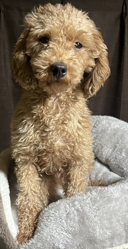 トイ・プードル 犬の販売・譲渡 44124 プードル2歳女の子11/9までにご見学お迎えの場合