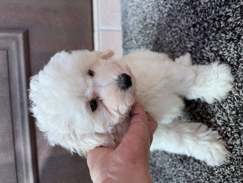 gCEv[h  ̔̔En 44128 ӂCςnzCg