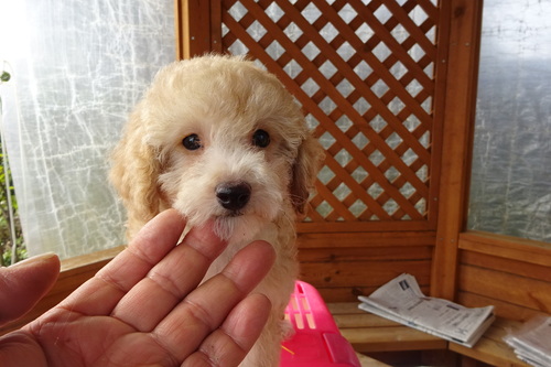 トイ・プードル 犬の販売・譲渡 44131 アプリコットの女の子です。