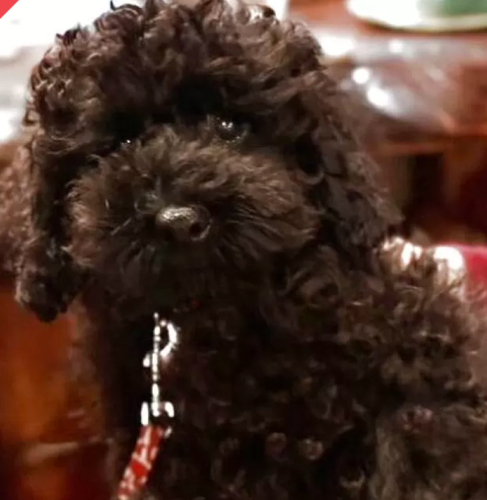 トイ・プードル 犬の販売・譲渡 44133 大きめな男の子