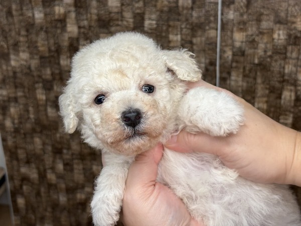 gCEv[h  ̔̔En 44138 yTzD}Cy[Xȃ`r