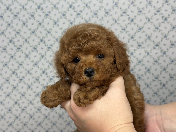 gCEv[h  ̔̔En 44141 yTz₩Ȑi̊ÂV