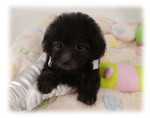 トイ・プードル 犬の販売・譲渡 44143 極美★ナノ?マイクロ?77日430g♪欠点なし