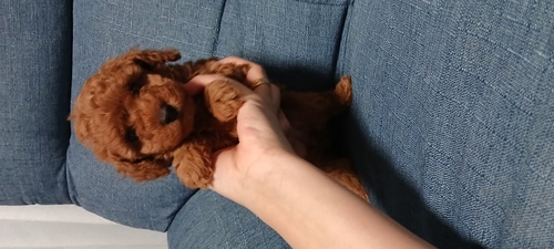 トイ・プードル 犬の販売・譲渡 44144 フワフワな兄妹