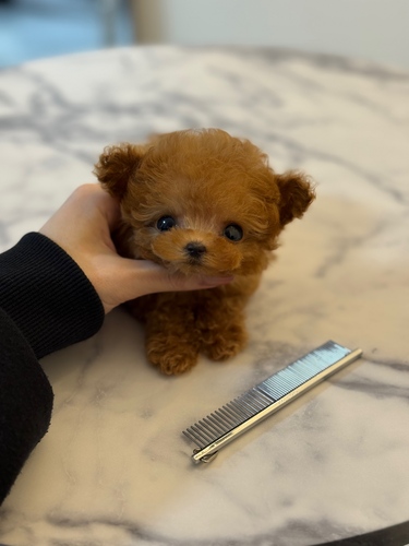 トイ・プードル 犬の販売・譲渡 44146 特選ロイヤルティーカッププードル♀