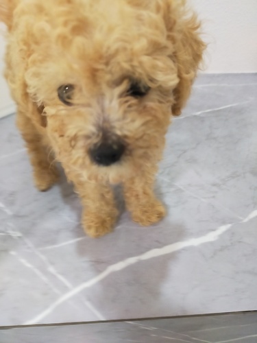 トイ・プードル 犬の販売・譲渡 44147 ティーカップ男の子