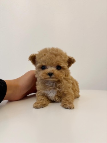 gCEv[h  ̔̔En 44148 }CNeB[Jbvj̎q