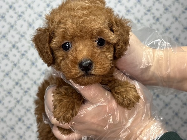 gCEv[h  ̔̔En 44149 yTzl`ÂVo??o