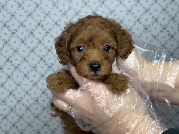 gCEv[h  ̔̔En 44150 yTzl`ÂVo??