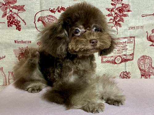 トイ・プードル 犬の販売・譲渡 44152 小さなブラウン&タンの女の子