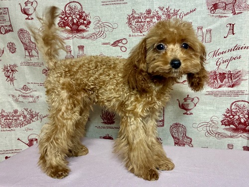 gCEv[h  ̔̔En 44153 Uȃbh̒j̎q