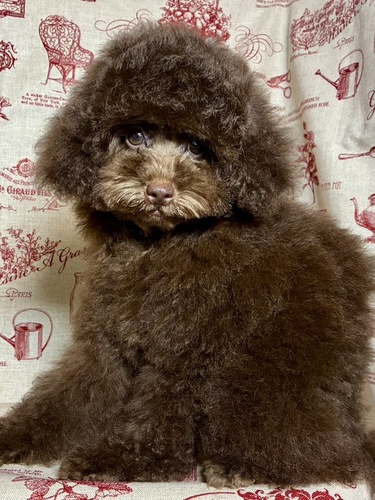 gCEv[h  ̔̔En 44155 X^C̗ǂuȄ̎q