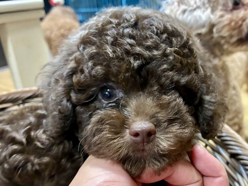 gCEv[h  ̔̔En 44156 ÂV߂uE̒j̎q