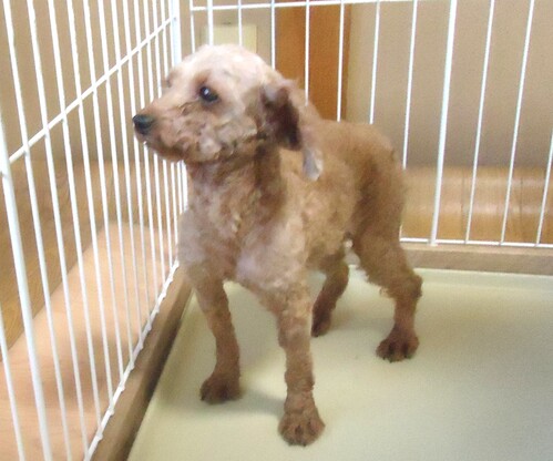 gCEv[h  ̔̔En 44161 bh@̎q