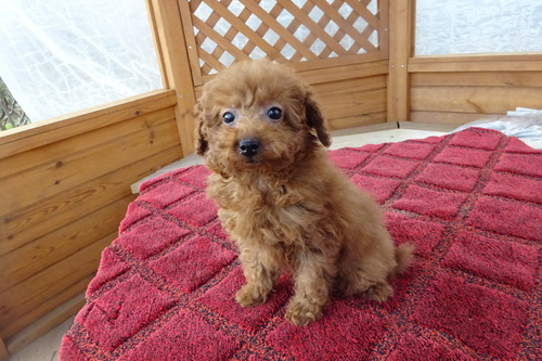 gCEv[h  ̔̔En 44165 bhƃAvRbg̏̎qłB