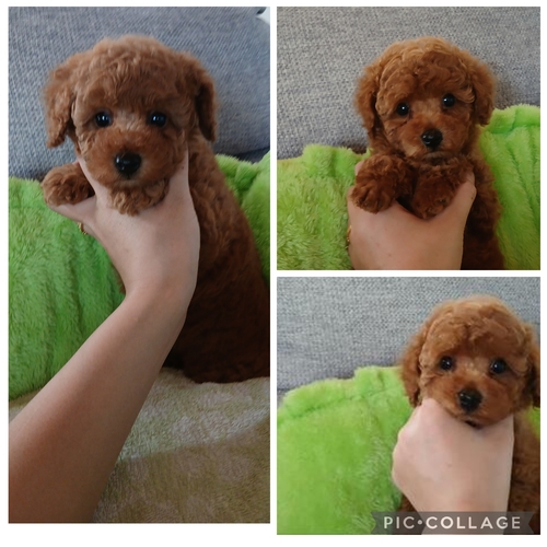 gCEv[h  ̔̔En 44166 ttgCv[h