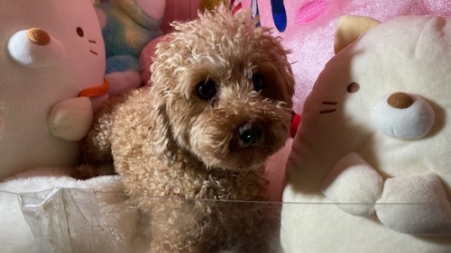 トイ・プードル 犬の販売・譲渡 44167 有料里親 むむ