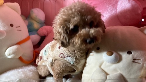 トイ・プードル 犬の販売・譲渡 44168 有料里親 優