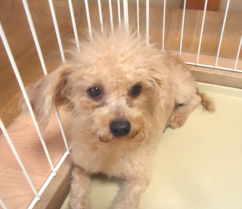 トイ・プードル 犬の販売・譲渡 44170 ティカップ 女の子 アプリ