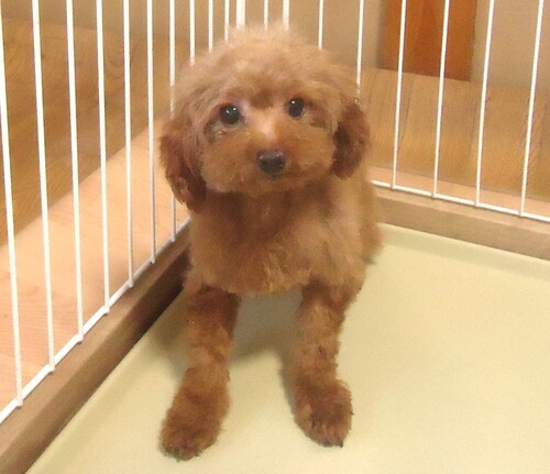 トイ・プードル 犬の販売・譲渡 44171 ティカップ 女の子 レッド