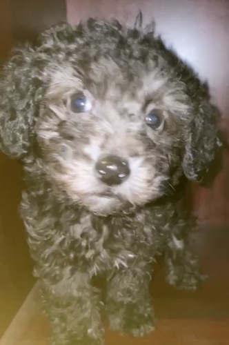 トイ・プードル 犬の販売・譲渡 44172 かわいいシルバーの仔犬